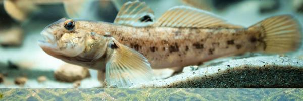 Round Goby swimming in body of water